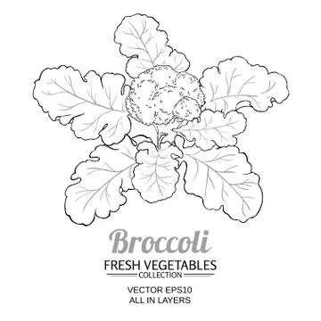 Broccoli vector isolated Stock Illustration