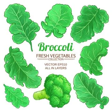 Broccoli vector isolated Stock Illustration