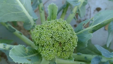 Broccoli vegetable candidate, broccoli vegetable candidate, small broccoli Stock Footage 279482191