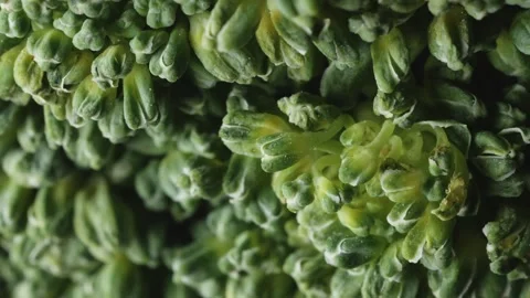 Broccoli vegetable extreme macro close up with a rotating camera motion sto.. Stock Footage 328594740