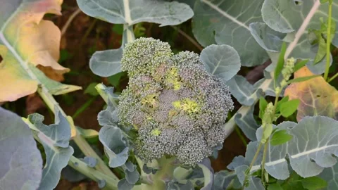 Broccoli in vegetable garden . Stock-Footage 305367572