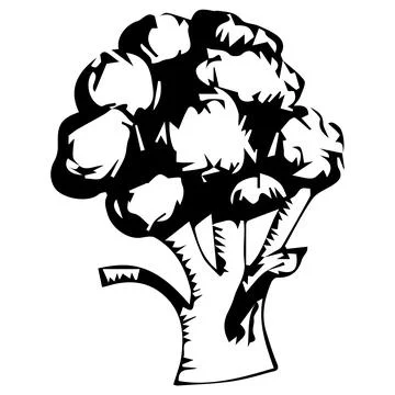 Broccoli vegetable. Hand drawing. Graphics. Vector illustration isolated on w Stock Illustration