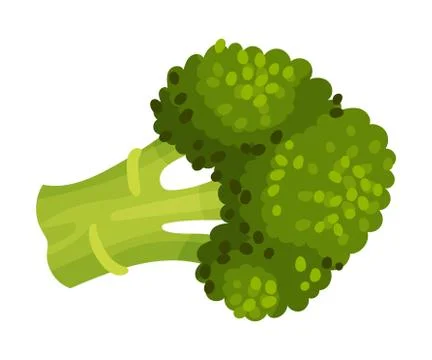 Broccoli Vegetable Isolated on White Background Vector Cooking Ingredient Stock Illustration