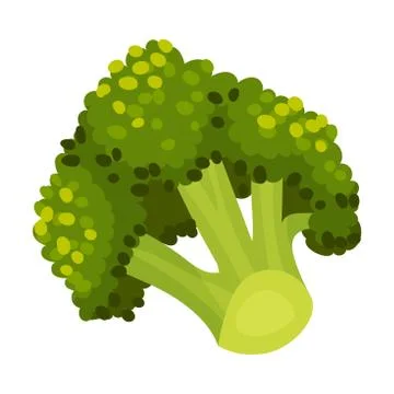 Broccoli Vegetable Isolated on White Background Vector Cooking Ingredient Stock Illustration