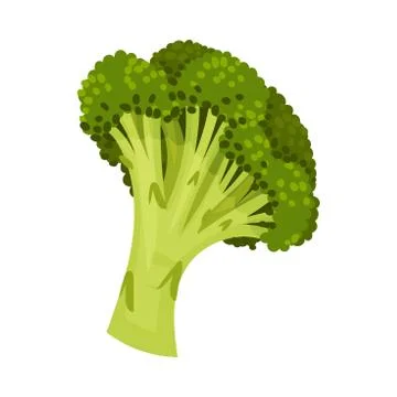 Broccoli Vegetable Isolated on White Background Vector Cooking Ingredient Stock Illustration