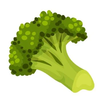 Broccoli Vegetable Isolated on White Background Vector Cooking Ingredient Stock Illustration