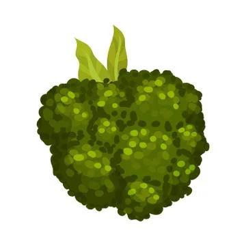 Broccoli Vegetable Isolated on White Background Vector Cooking Ingredient Stock Illustration