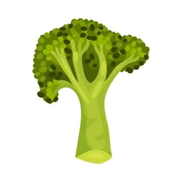 Broccoli Vegetable Isolated on White Background Vector Cooking Ingredient Stock Illustration