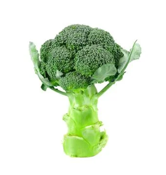 Broccoli vegetable on white background Stock Photos