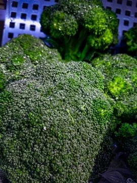 Broccoli with water drops. Stock Photos