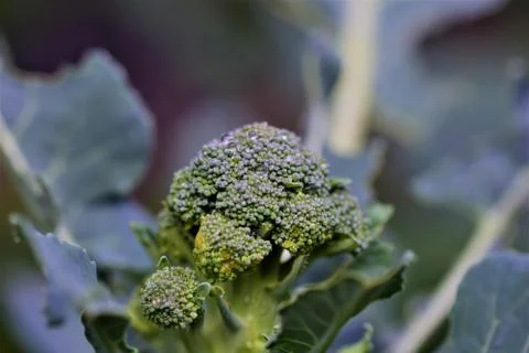 Broccoli with waterdrops as a close up Stock Photos