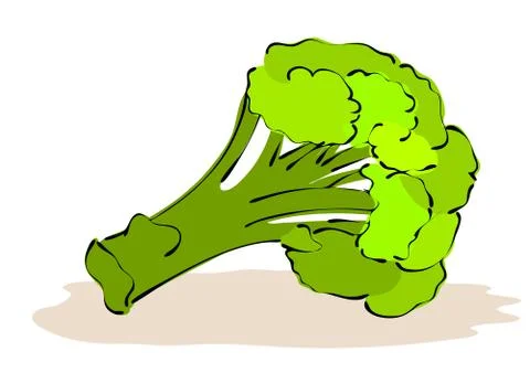 Broccoli on white background. Illustrazione stock