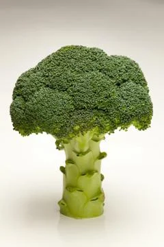 Broccoli on white background Stock Photos