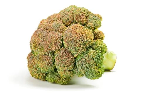 Broccoli on a white background Stock Photos