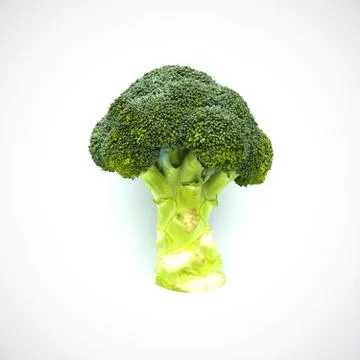 Broccoli on the white blackground Stock Photos