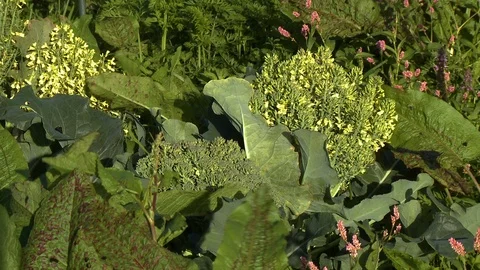 Broccolini In Garden Stock Footage 119003873