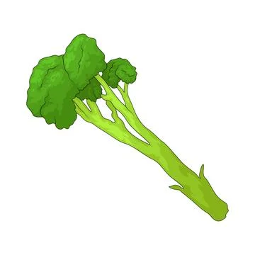 Broccolini illustration Stockillustratie