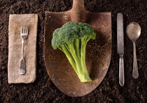 Brocolli Stock Photos