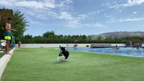 Broder Collie playing Stock Footage 203770012