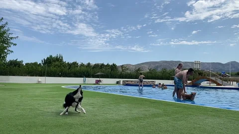 Broder Collie playing Stock Footage 203770046