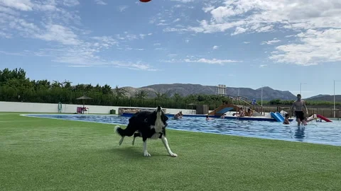 Broder Collie playing Stock Footage 203770206