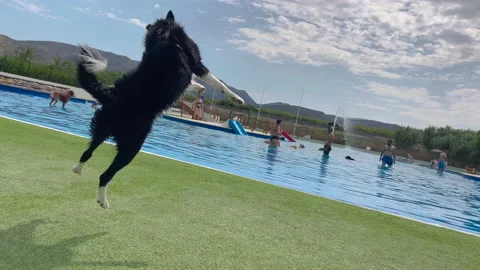 Broder Collie playing Stock Footage 203770477