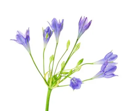 Brodiaea Flower Foto stock