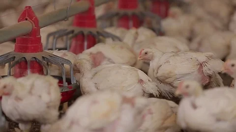 Broiler breeding Stock-Footage 73928203