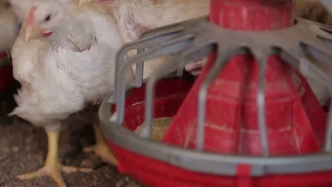 Broiler breeding Stock-Footage 73928276