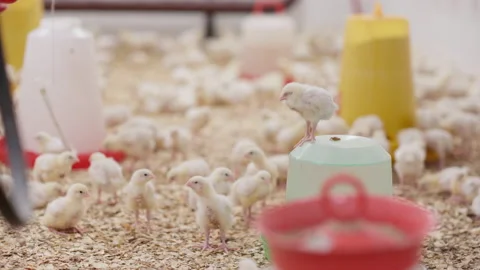 Broiler chick standing out from the crowd at poultry farm Stock Footage 161189368