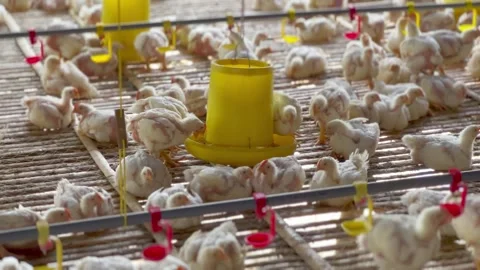 Broiler chicken coop Stock Footage 280360379