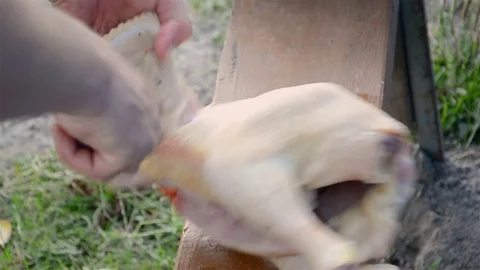 Broiler chicken cutting Stock Footage 82585711