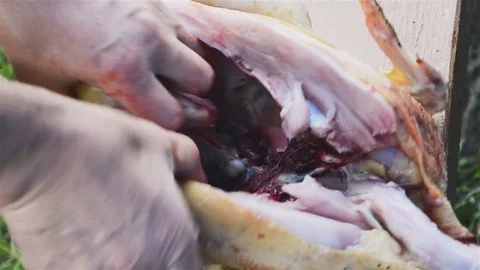Broiler chicken cutting Stock Footage 82586096