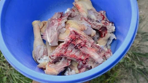 Broiler chicken cutting Stock Footage 82587010