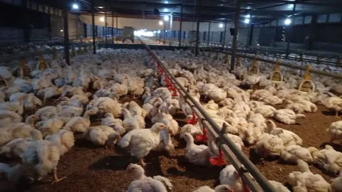 Broiler chicken farm Stock Footage 211034090
