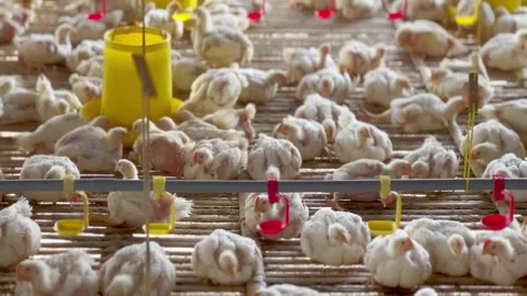 Broiler chicken farming in cages Stock Footage 280360002