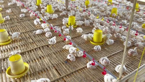 Broiler chicken farming in cages Stock Footage 280360239