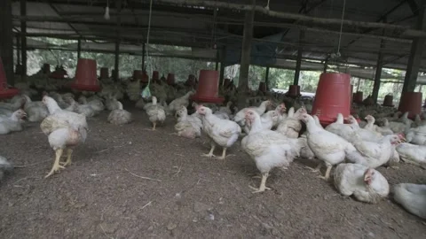 Broiler chickens in the Amazon Rainforest Stock-Footage 262190780