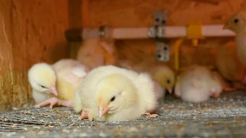 Broiler chickens in the aviary against the background of equipment for drinking Stock-Footage 129577519
