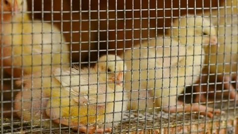 Broiler chickens in the aviary against the background of equipment for drinking Stock-Footage 129577584
