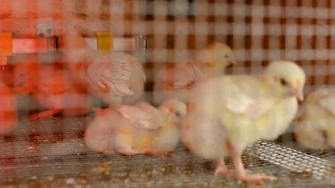 Broiler chickens in the aviary against the background of equipment for drinking Stock-Footage 171995854