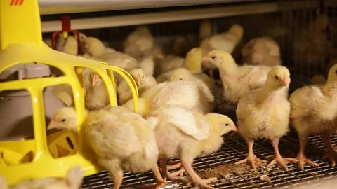 Broiler chickens in the aviary at the factory Stock Footage 124045893