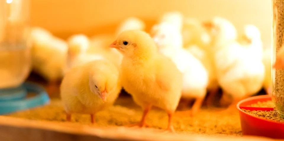 Broiler chickens in the brooder. Close-up view. Selective focus. Stock Photos