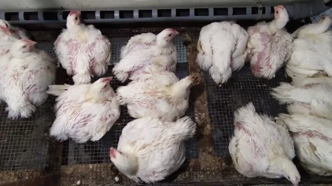 Broiler chickens in a cage Stock Footage 162235069