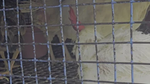 Broiler chickens in cage Stock-Footage 320486856