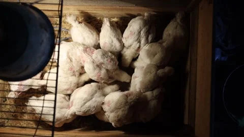Broiler chickens in a container under a heating lamp Stock-Footage 256830750