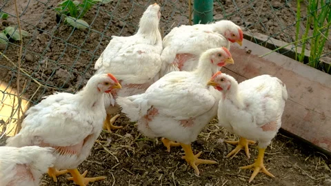Broiler chickens on a farm. Selective focus. Stock Footage 257018634