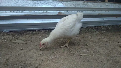 Broiler chickens Stock Footage 247625681