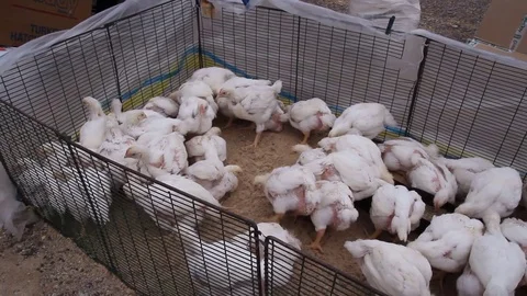 Broiler chickens in a paddock Stock Footage 77753497