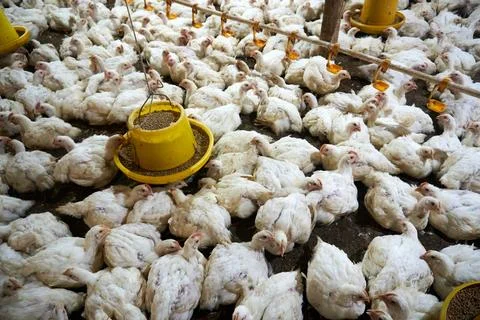 Broiler chickens Stock Photos